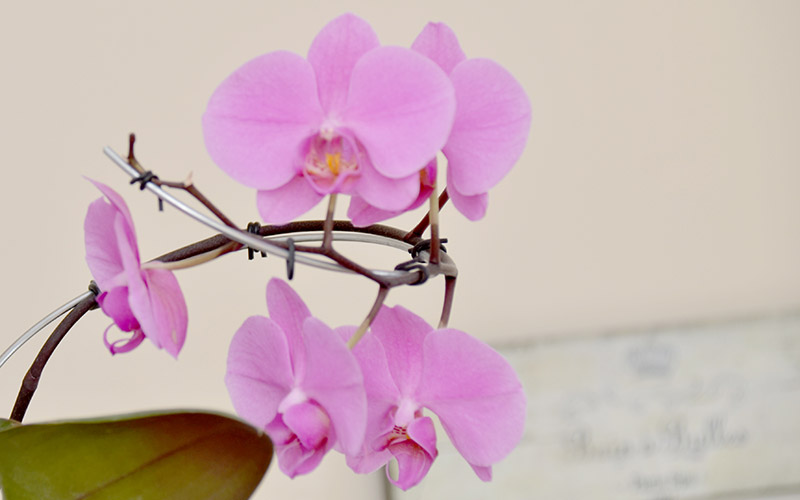 Orchid